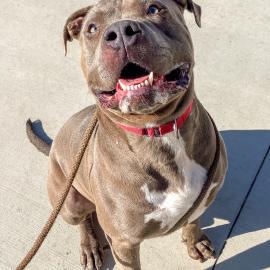 Blue is Pet of the Week at OC Animal Care