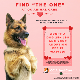 February 2026 Adoption Promotion