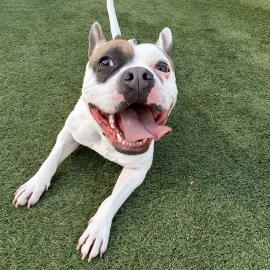 Spot is OC Animal Care Pet of the Week. Call (714) 935-6848 to foster to adopt him
