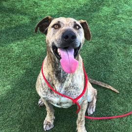 Paseo is the OC Animal Care Pet of the Week