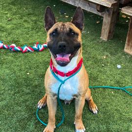 Ziggy A134322 is Pet of the Week