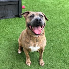 Banner, a pit bull, is sitting and smiling