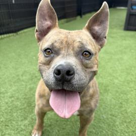 Baraboo is OC Animal Care Pet of the Week