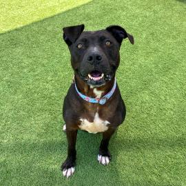 Lexi A1926478, the Pet of the Week dog, sitting and smiling