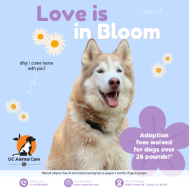 May 2026 Adoption Promotion