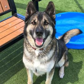 A dog named Rover, sitting and smiling at the camera
