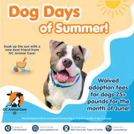 A smiling dog on a beach background promoting the June 2026 Adoption Promotion