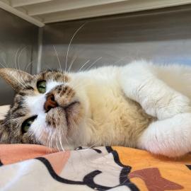 Cat laying down, paws upfront, looking cute
