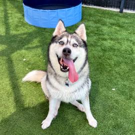 Husky dog sitting down and smiling
