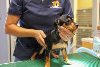 Dog in vet clinic
