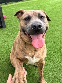 Banner, a pit bull, has one paw up on the handler's hand