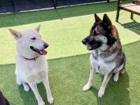 Two dogs smiling, looking at each other