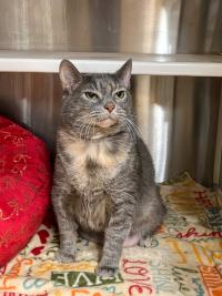 Julia, the cat, sitting, having a silly, unpleasant face expression