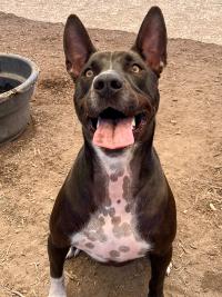 Louie sitting and smiling at the camera