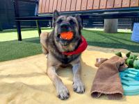 Maria laying on a blanket with a ball in her mouth