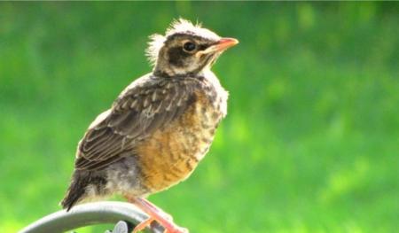 What to do if you find a baby bird