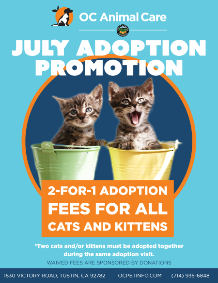 July Adoption Promotion Cats