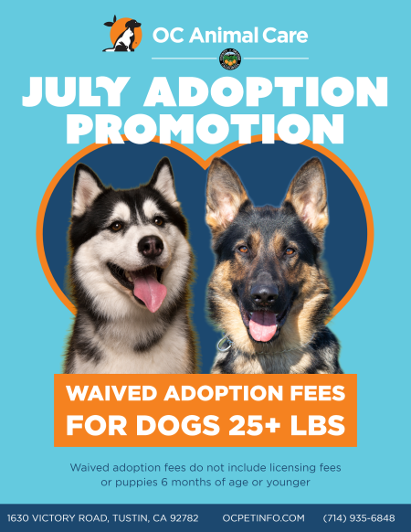 July Adoption Promotion Dogs