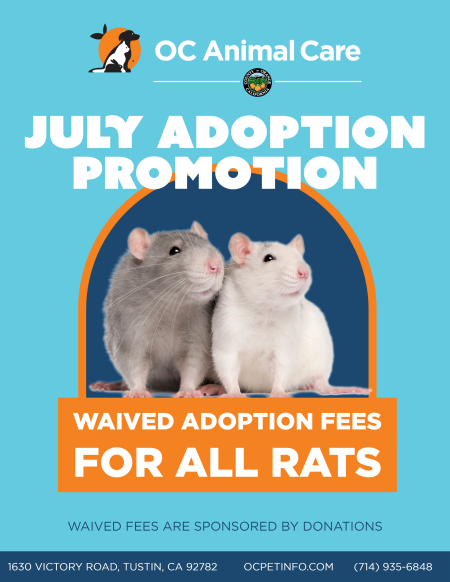 July Adoption Promotion Rats