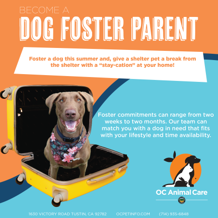 Dog Fostering