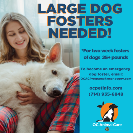 Large Dog Fosters Needed