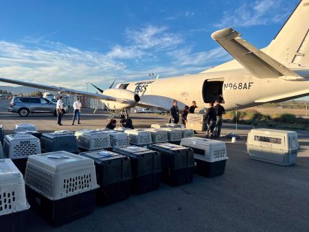 Pet Transport_Airplane