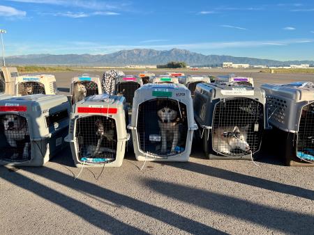 Pet Transport_Dogs in Crates