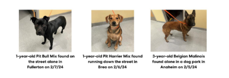 Call for Fosters_Lost Dogs Media Alert Image.png