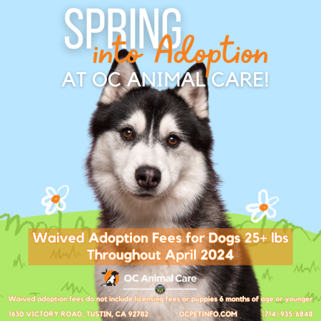 April Adoption Promotion_Social Media