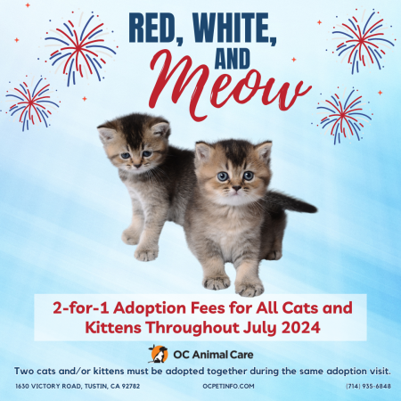 July 2024 Adoption Promotion_Social Media_Cats