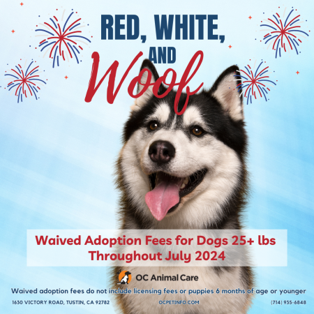 July 2024 Adoption Promotion_Dog