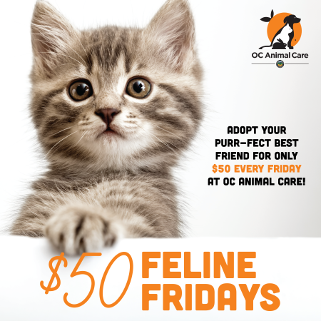 $50 Feline Fridays