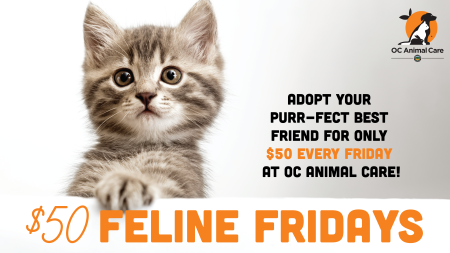 $50 Feline Fridays_Lobby Size