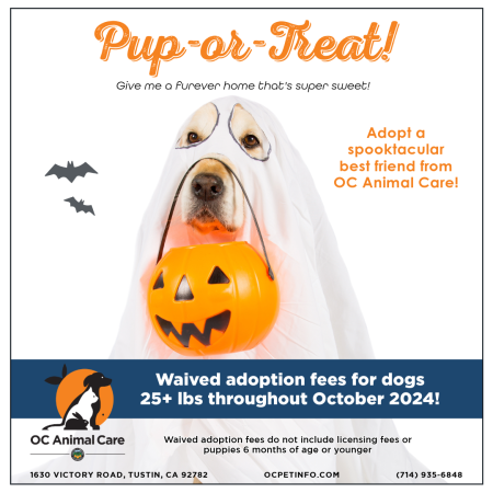 October 2024 Adoption Promotion