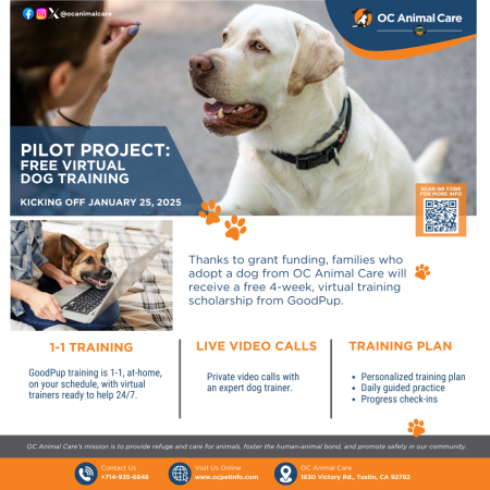 Free Dog Training