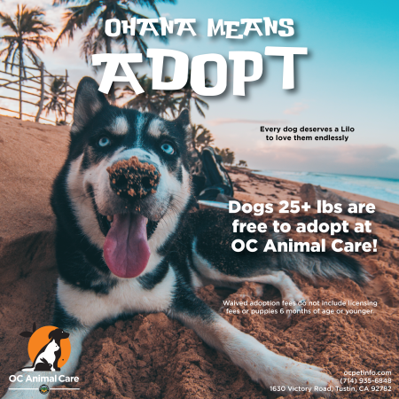 September 2025 Adoption Promotion