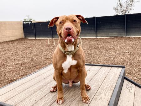 Archibald_A1931848_6