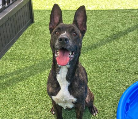 Mila A1915110 is the OC Animal Care Pet of the Week looking for a new home.