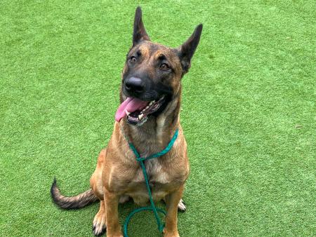 Aster is OC Animal Care Pet of the Week