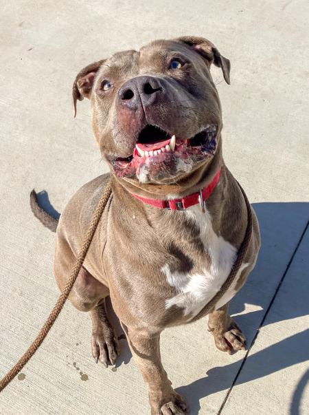 Blue is Pet of the Week at OC Animal Care
