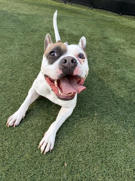 Spot is OC Animal Care Pet of the Week. Call (714) 935-6848 to foster to adopt him