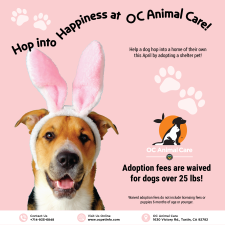 April 2026 Adoption Promotion