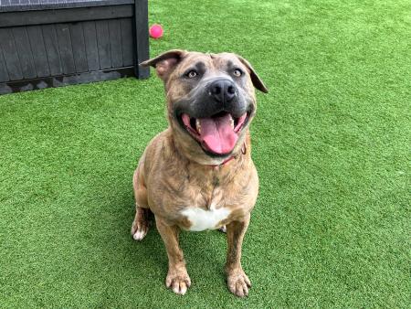 Banner, a pit bull, is sitting and smiling