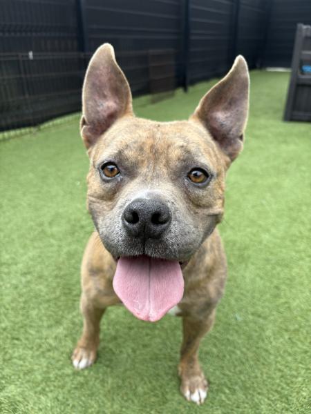 Baraboo is OC Animal Care Pet of the Week