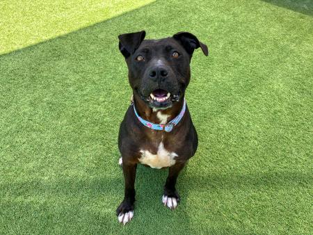 Lexi A1926478, the Pet of the Week dog, sitting and smiling