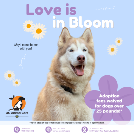 May 2026 Adoption Promotion