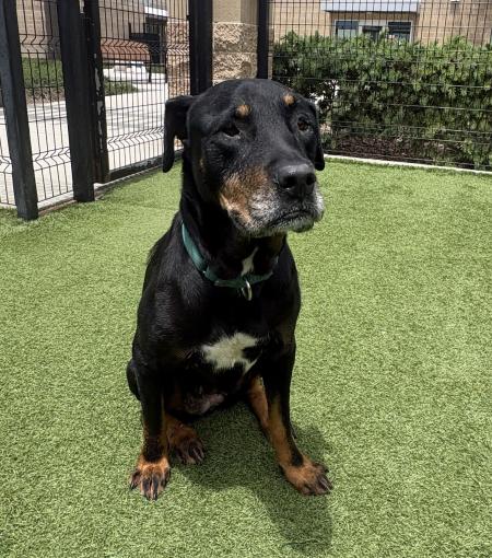 Ellen is OC Animal Care Pet of the Week.