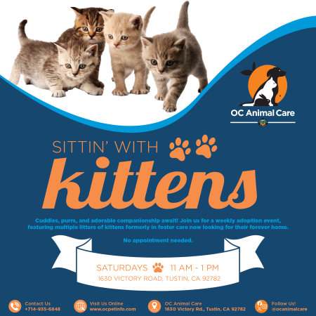 Flyer with 4 kittens looking at text about the event is held on Saturdays from 1 to 3pm